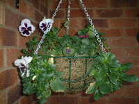 20050122-hanging_basket 0501.JPG 